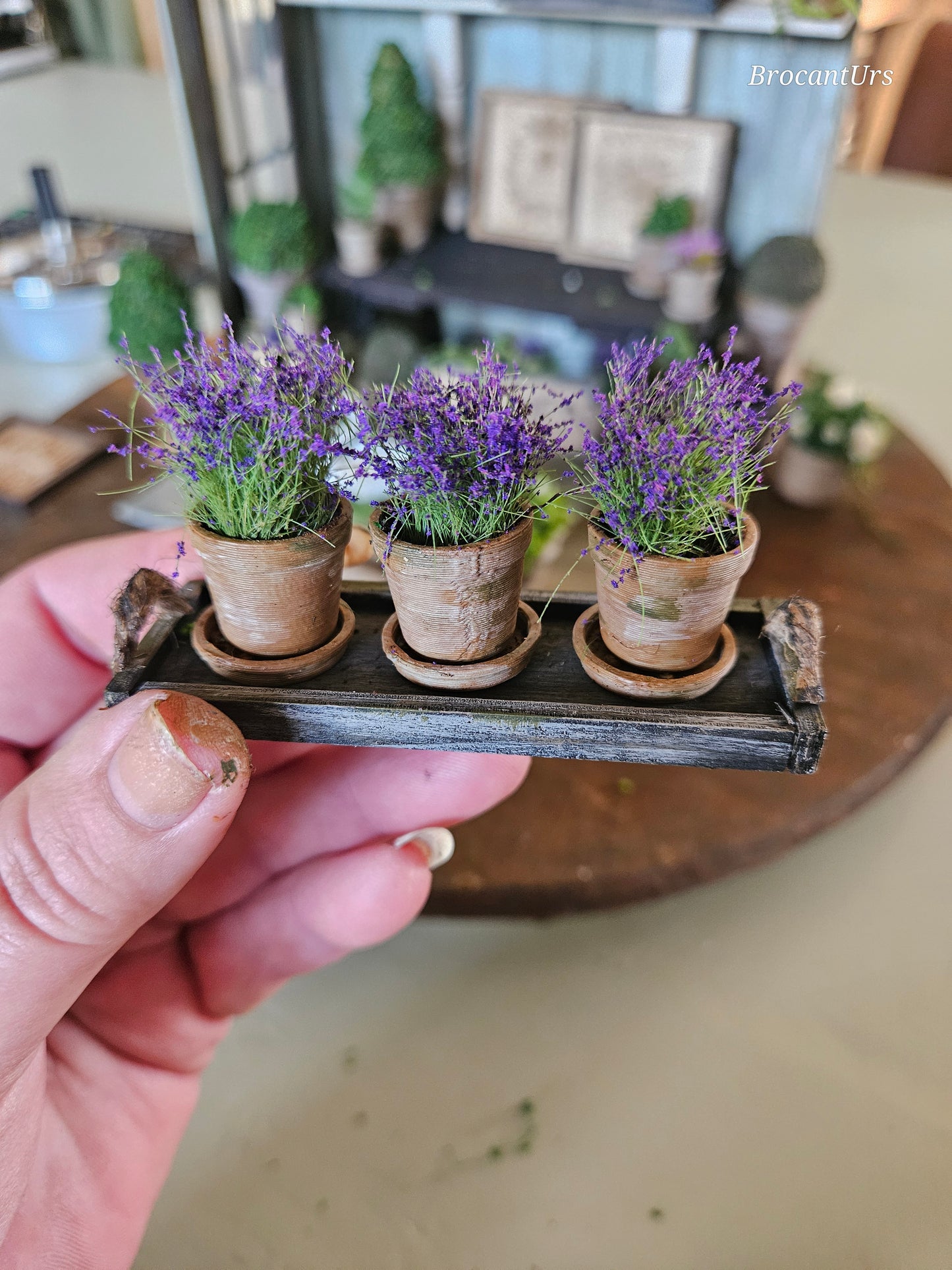 Mini Lavendelplantje
