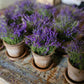 Mini Lavendelplantje