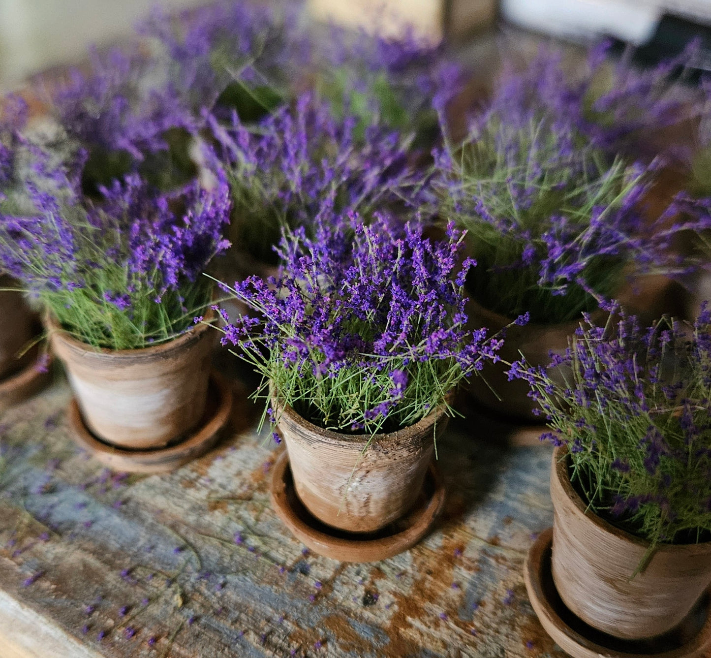 Mini Lavendelplantje