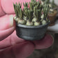 Miniatuur blauwe druifjes in schaal, schaal 1 op 12, poppenhuis, diorama