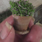 Miniatuur Lila Plantje in Verweerd Terracotta Potje – Handgemaakt in Brocante Stijl 1:12