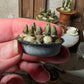 Miniatuur hyacinten druifjes in zinken schaaltje, schaal 1 op 12, poppenhuis, diorama