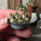 Miniatuur hyacinten druifjes in zinken schaaltje, schaal 1 op 12, poppenhuis, diorama