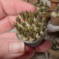 Miniatuur blauwe druifjes in schaal, schaal 1 op 12, poppenhuis, diorama