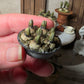 Miniatuur hyacinten druifjes in zinken schaaltje, schaal 1 op 12, poppenhuis, diorama
