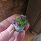 Miniatuur lila/paars plantje  1:12 – Resin – Zinken Teiltje – Poppenhuis Decoratie-Diorama