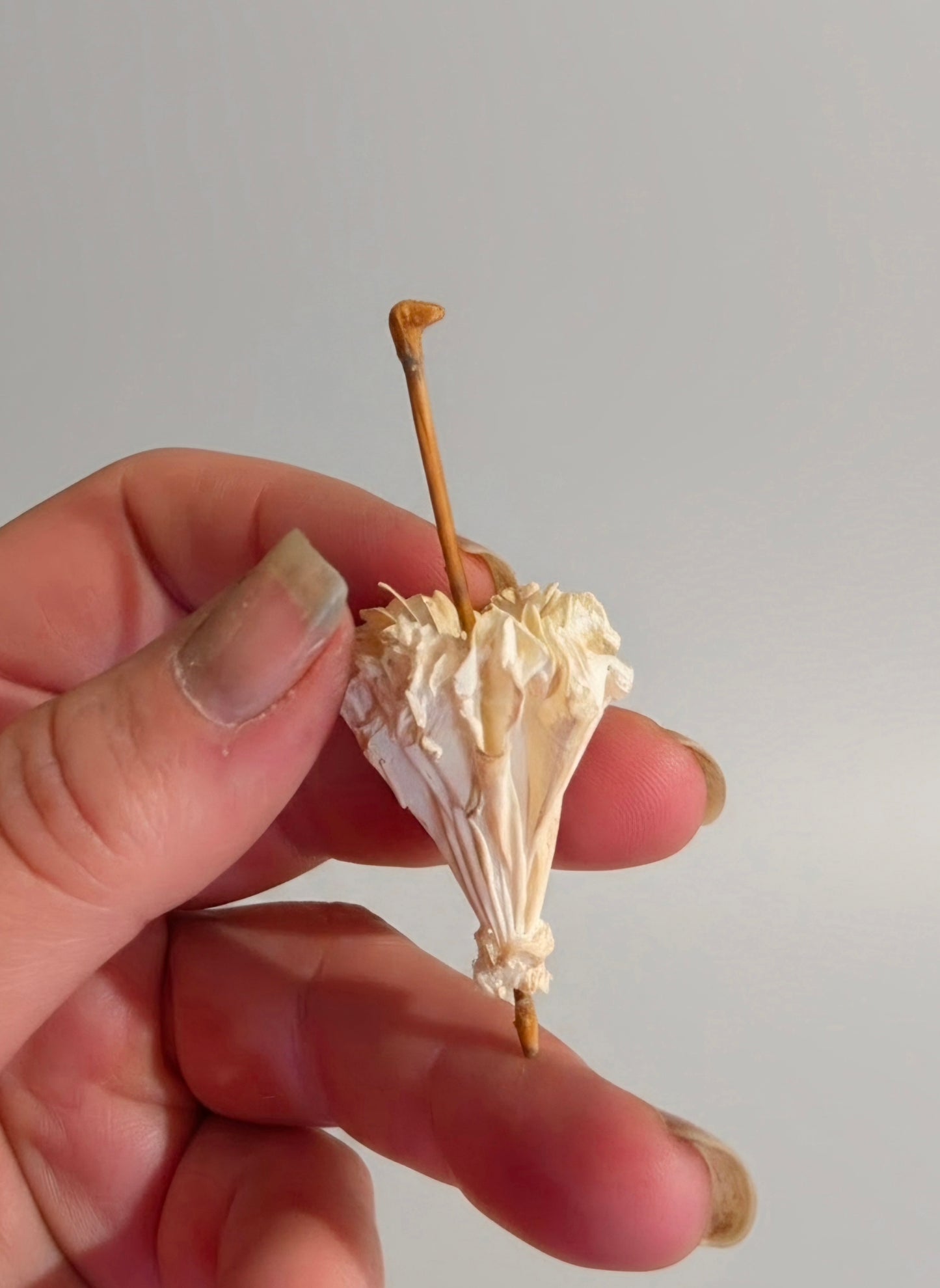 Victoriaans miniatuur parasolletje – handbeschilderd brocante detail
