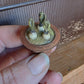 Miniatuur Hyacint in roest vaas, schaal 1 op 12, poppenhuis, diorama