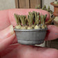 Miniatuur blauwe druifjes in schaal, schaal 1 op 12, poppenhuis, diorama