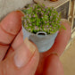 Miniatuur Lila Plantje in Verweerd Zinken Teiltje – Handgemaakt in Brocante Stijl 1:12