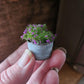 Miniatuur lila/paars plantje  1:12 – Resin – Zinken Teiltje – Poppenhuis Decoratie-Diorama