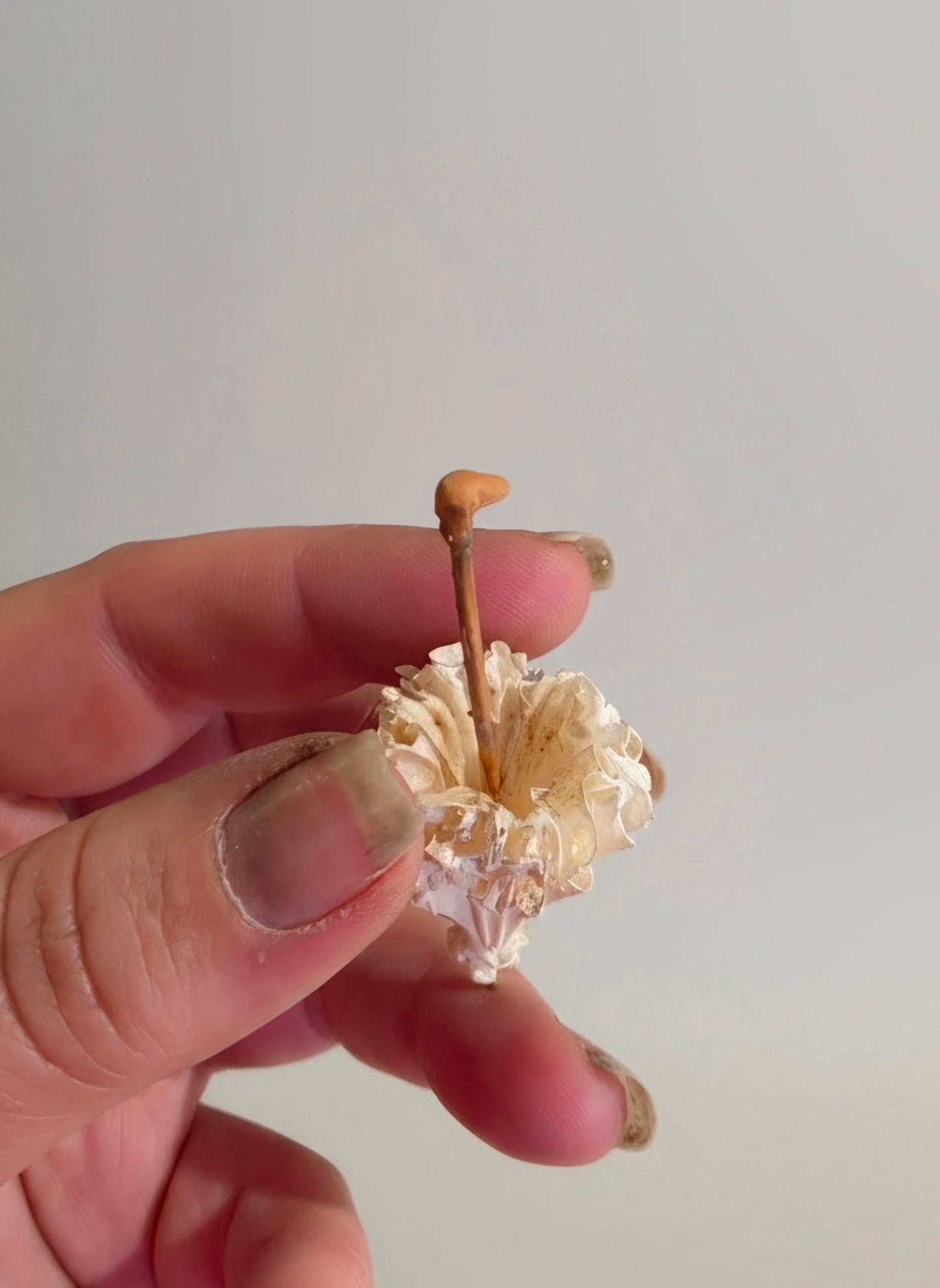 Victoriaans miniatuur parasolletje – handbeschilderd brocante detail