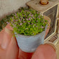 Miniatuur Lila Plantje in Verweerd Zinken Teiltje – Handgemaakt in Brocante Stijl 1:12