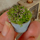 Miniatuur Lila Plantje in Verweerd Zinken Teiltje – Handgemaakt in Brocante Stijl 1:12