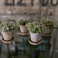 Mini plantje lila (1:12)