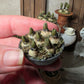 Miniatuur hyacinten druifjes in zinken schaaltje, schaal 1 op 12, poppenhuis, diorama