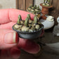 Miniatuur hyacinten druifjes in zinken schaaltje, schaal 1 op 12, poppenhuis, diorama