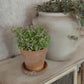 Miniatuur Lila Plantje in Verweerd Terracotta Potje – Handgemaakt in Brocante Stijl 1:12