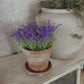 Miniatuur Lavendelplantje in Verweerd Terracotta Potje – Handgemaakt in Brocante Stijl 1:12