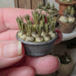 Miniatuur blauwe druifjes in schaal, schaal 1 op 12, poppenhuis, diorama